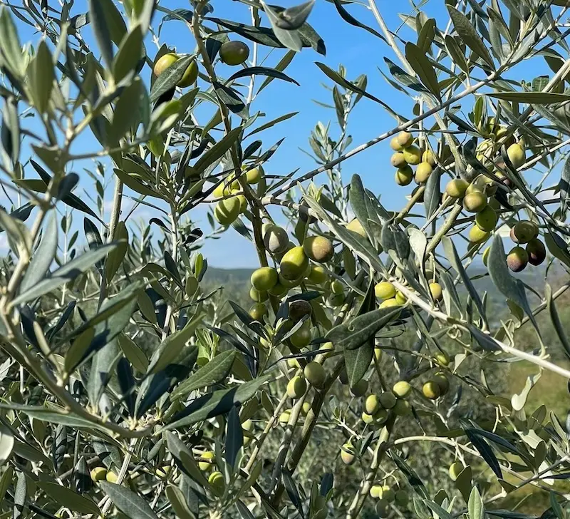 albanian olives for little olive oil evoo brand